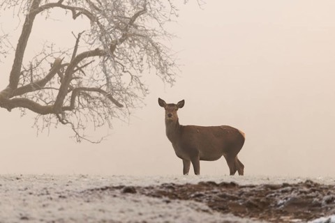 A female red deer (Cervus elaphus) stands next to a pear tree in dense fog on a meadow covered with