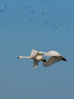 Tundra Swan, Bewick's Swan, Cygnus columbianus in flight at winter in Slimbridge, England, United