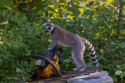 One ring-tailed lemur (Lemur catta) with a chainsaw on a log. A green forest in the background