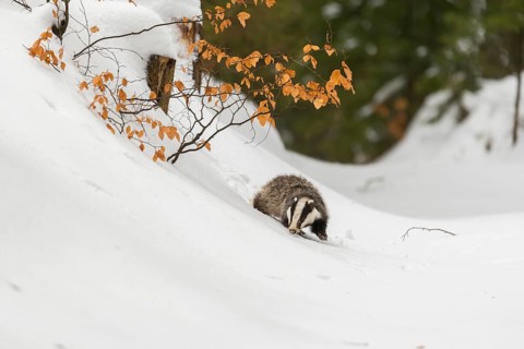 One young European badger (Meles meles) walking through a ravine in deep snow