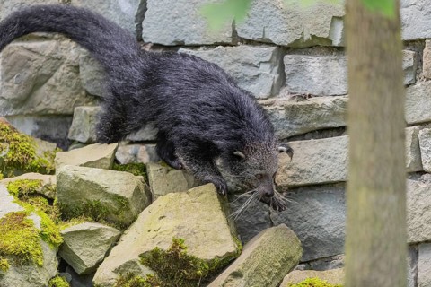 One binturong (Arctictis binturong), or bearcat walking over rocks along a wall