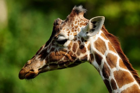 Side view of a giraffe with distinctive fur pattern in the green background, reticulated giraffe