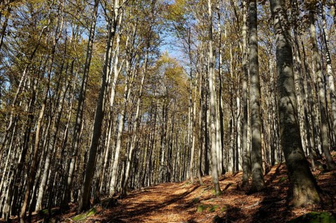 Autumn forest with dense foliage and shady ground, Lusen, Bavarian Forest National Park