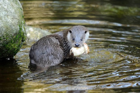 An otter sits in the water and holds a porcini mushroom in its mouth, otter (Lutra lutra), Bavarian