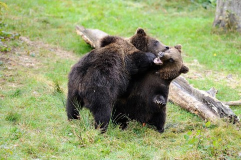 Two young brown bears playfully wrestling in a meadow, Eurasian brown bear (Ursus arctos arctos),