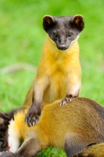 One marten standing on another while looking directly into the camera, coloured marten, Charsas