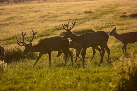 Two male Altai maral, Altai wapiti or Altai elk (Cervus canadensis sibiricus) roaming over a meadow