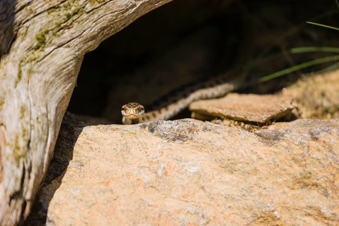 One Vipera berus, the common European adder or common European viper, creeps over moss and rocks