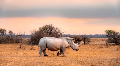 Southern white rhinoceros (Ceratotherium simum simum), rhino at sunset, Khama Rhino Sanctuary,
