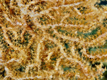Close-up of Yellow gorgonian (Echinogorgia) with fine, detailed patterns, dive site Prapat,