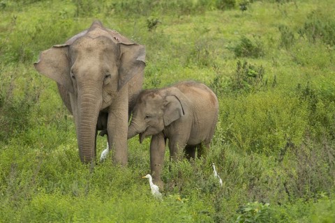 Indian elephants (Elephas maximus indicus), Khiri Khan, Hua Hin, Kui Buri National Park, Thailand,