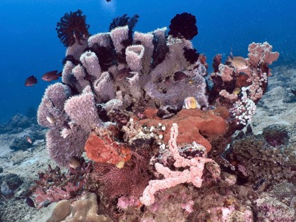 Colourful coral reef with spiny tube sponge (Callyspongia (Cladochalina) aerizusa), feather stars
