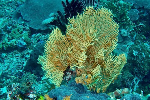 Vivid fan-shaped Yellow gorgonian (Echinogorgia) in turquoise water, dive site SD, Nusa Ceningan,