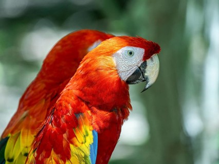 Scarlet macaw (Ara macao), Aviario Nacional de Colombia, Via Baru, Province of Cartagena, Bolivar,