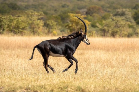 Sable Antelope (Hippotragus niger) running in the African savanna. Side view of the wild animal