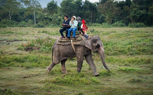 Tourists ride elephants during a safari at Kaziranga National Park on December 5, 2024 in