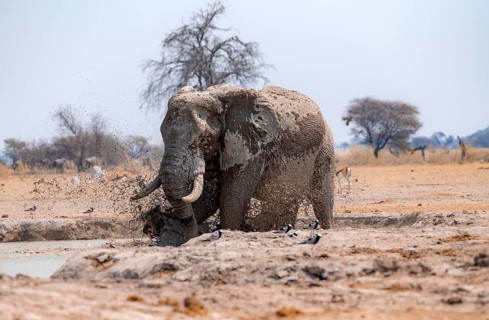 African elephant (Loxodonta africana), taking a mud bath at the waterhole, splashing water, Nxai