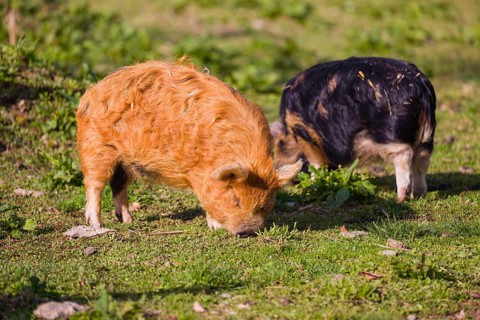 Kunekune pig, sus scrofa domesticus, a domestic breed from New Zealand