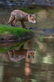 One young red fox, Vulpes vulpes, walking over a mossy rock in a shallow forest creek in late light