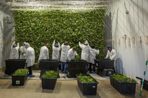 Paw Paw, Michigan, Migrant farmworkers at Grasshopper Farms hang the newly-harvested cannabis on