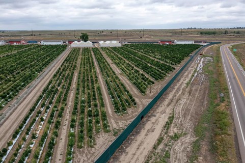 Avondale, Colorado, Cannabis growing at the Mammoth Farms facility (formerlly Los Suenos), near