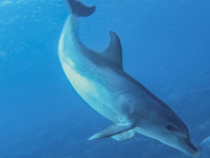 Dolphin, Bottlenose dolphin, Dive site Shaab El Erg Dolphin House, Red Sea, Egypt, Africa