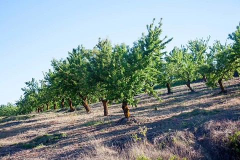 Trees in an olive grove near Alhama de Granada, Spain, Europe