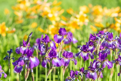 Colorful purple Iris in a botanical garden