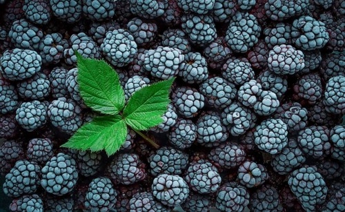 Frozen berries, blackberries with leaves, top view, full frame, horizontal