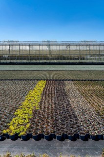 Horticultural business, greenhouse and open-air, various types of potted plants are grown here to