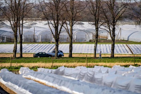 Asparagus fields, asparagus stems under foil, for faster growth, in the background foil greenhouses