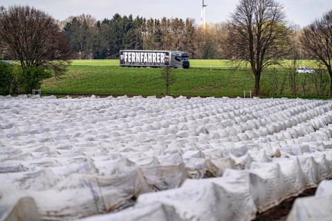Asparagus fields, asparagus stems under foil, for faster growth, near Kirchhellen, district of