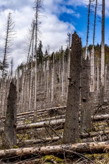 Dead spruce trees, broken by wind, lying in disarray, forest dieback in the Arnsberg Forest nature