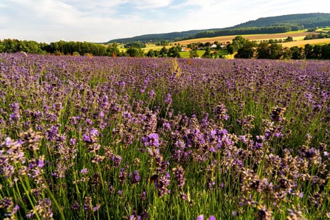 Lavender fields in East Westphalia Lippe, OWL, near the village of Fromhausen, near Detmold, the