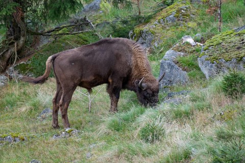 Wisent (Bison bonasus) bull grazing, captive, Germany, Europe