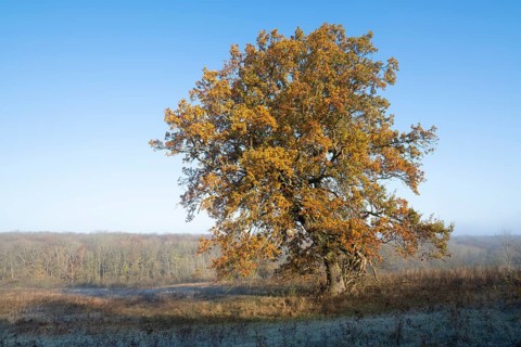 English oak (Quercus robur), solitary tree in a meadow, in autumn with yellow discoloured leaves,