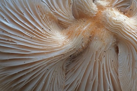 Branched oyster fungus (Pleurotus cornucopiae), Emsland, Lower Saxony, Germany, Europe