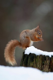 Red squirrel (Sciurus vulgaris) adult animal feeding on a nut on a tree stump covered in snow in