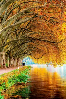 Platanen Allee, Weg am Lake Baldeney, near Haus Scheppen, in Essen, autumn, North Rhine-Westphalia,