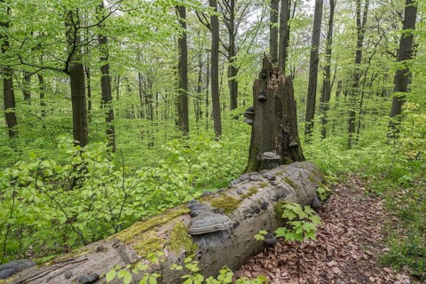 Beech forest (Fagus sylvatica), fresh deciduous shoots, Hainich, Thuringia, Germany, Europe
