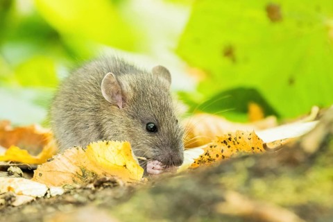 A juvenile Norway rat (Rattus norvegicus) nibbling on the ground between yellow leaves, Hesse,