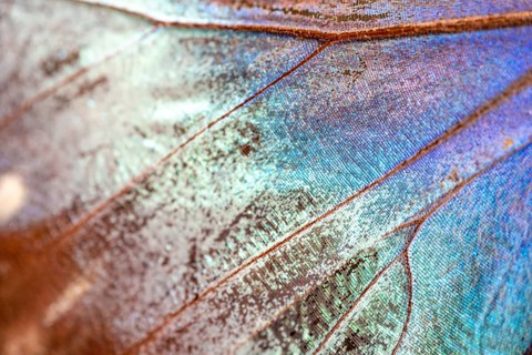 Detail of the butterfly wing of a Morpho helenor, Anaxibia morpho butterfly, Alajuela province,