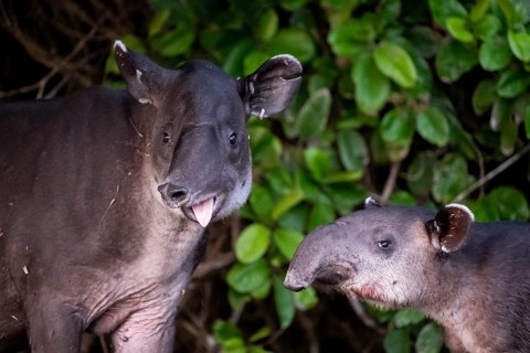 Baird's tapir (Tapirus bairdii), mother and young, looking into the camera, sticking out the