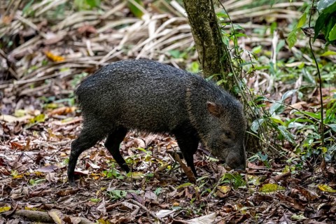 Collared peccary (Pecari tajacu) foraging in the rainforest, Corcovado National Park, Osa,