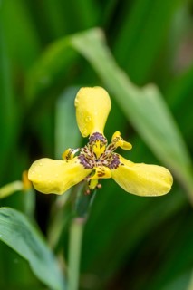 Yellow flower of an yellow walking iris (Trimezia martinicensis), Alajuela province, Costa Rica,