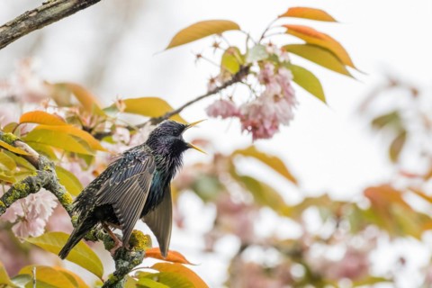 A common starling (Sturnus vulgaris) on a flowering branch in spring, courtship, courtship