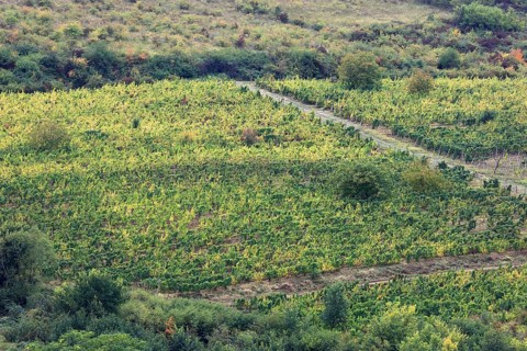 Vineyards near the village of Siria near Arad, Banat, Romania, Europe