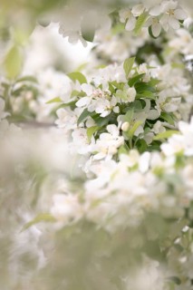 Apple blossom branch with white open flowers and yellow stamens, few closed flowers in pink, green