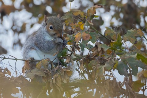 Grey squirrel (Sciurus carolinensis) adult animal feeding on Field maple tree seeds, Suffolk,