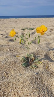 A yellow flower growing from the sand of a quiet beach with blue sea in the background, yellow